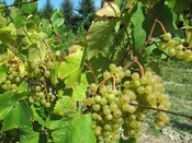Heron Hill Chardonnay grapes